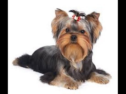 how to take care of a yorkie