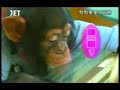 狗狗猩猩大冒險