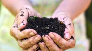 Basics of great garden soil