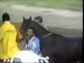Seattle Slew