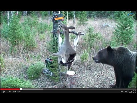 bear