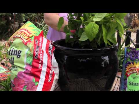 how to replant a potted hydrangea