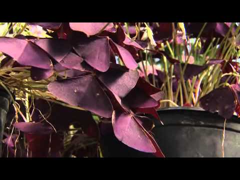 how to transplant shamrocks