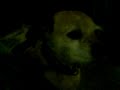 Perro durmiendo Perro durmiendo