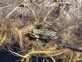 Croaking green frog in my garden pond Croaking green frog in my garden pond