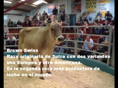 ganado leche - 