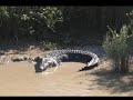 Jumping Crocodiles in Darwin, Australia Jumping Crocodiles in Darwin, Australia