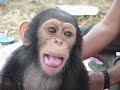 Instituto Jane Goodall España -anuncio Instituto Jane Goodall España -anuncio