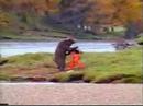 bear fight