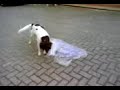 Dutch Partridge Dog Maggie goes wild with plastic bag