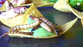 Pikant frittierte Käferlarven, Heuschrecken und Grillen auf Mexikanisch