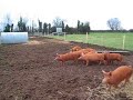 piglet feeding time piglet feeding time