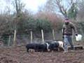 piglet feeding time