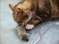 Le chat qui a peur de la souris...