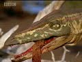 Walking With Dinosaurs: Dinosaur Supremacy