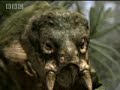 Dinosaur Supremacy - BBC