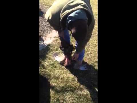 how to skin a pheasant quickly