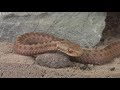 bushtales 38 'Snake-Tales'