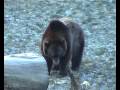 Braunbär Tierpark Olderdissen 2008