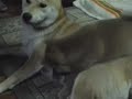 柴犬動画