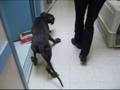 Small cage deformed big dog