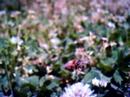 honey bee -VQ1005-