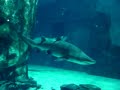 Sandtiger Sharks, Brown Sharks, Zebra Sharks, Nurse Sharks..