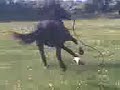 RIELYS MAD HORSE AND DRUGS THE MAD THING