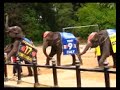 Elephant acrobatics