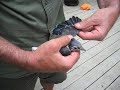 Feeding a Baby Blue Jay Fledgling