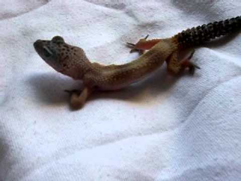 how to cure mbd in leopard geckos