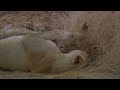 Lions cuddle Lions cuddle