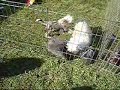 Bunny Verses Puppies Bunny Verses Puppies