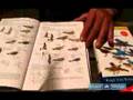 Short Intro to Birding Field Guides