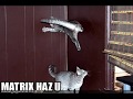 Techno LOLCatz!