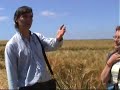 crop circle de Marly 7 juin 2008 REPORTAGE