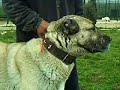 GURRAH von BOZKENNEL (KANGAL TANITIM VIDEOSU) DETAYLAR 1