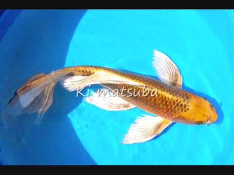 how to take care of koi