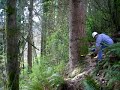 Old School McCulloch timber falling Old School McCulloch timber falling