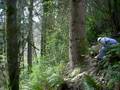 Old School McCulloch timber falling