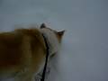 秋田犬「さくら」雪山に上ったり走ったり