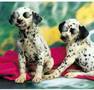 Crazy Singing Dogs