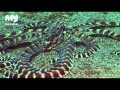Kapal Selam Dive Club - Bali