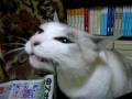 videos de 歯磨き？どらサン ( cat's toothpaste ?)