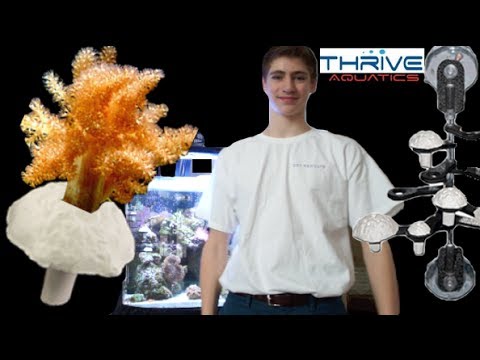 how to get rid of xenia coral