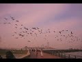 LOS CANARIS BAND - LAURITA