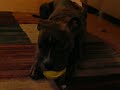 Layla Squeaking her Ball