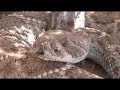 Almost Bit by Rattlesnake!