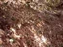 A pal we made on the Matheran trip...