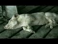 contra el abuso de animales para consumo humano